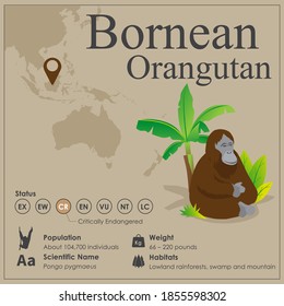 Isometric Bornean Orangutan vector Infographic