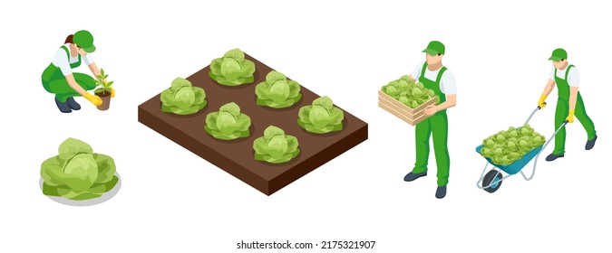 Isometric cabbage field. Ripe harvest on a Farm or Greenhouse. Agricultural cultivation of cabbage on the farm or in the field. Farmers grow cabbage and harvest.