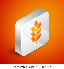 Isometric Cereals icon set with rice, wheat, corn, oats, rye, barley icon on orange background. Ears of wheat bread symbols. Agriculture wheat symbol. Silver square button. Vector Illustration