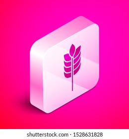 Isometric Cereals set with rice, wheat, corn, oats, rye, barley icon isolated on pink background. Ears of wheat bread symbols. Silver square button. Vector Illustration