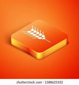 Isometric Cereals set with rice, wheat, corn, oats, rye, barley icon isolated on orange background. Ears of wheat bread symbols.  Vector Illustration