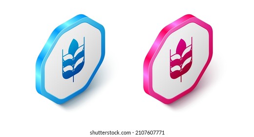 Isometric Cereals set with rice, wheat, corn, oats, rye, barley icon isolated on white background. Ears of wheat bread symbols. Hexagon button. Vector