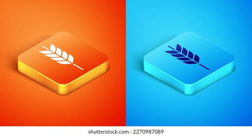 Isometric Cereals set with rice, wheat, corn, oats, rye, barley icon isolated on orange and blue background. Ears of wheat bread symbols.  Vector