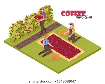 Fondo blanco para la producción de café isométrico con arbustos vegetales y gente recolectando granos con ilustraciones de vectores de texto ornamentables