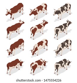 Isometric dairy cattle set. Cows collection. Isolated on white background.