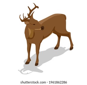 Isometric deer front view illustration. Proud Noble Deer male isolated on white background