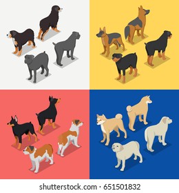 Isometric Dog Breeds with Rottweiler, Retriever and Doberman. Vector flat 3d illustration