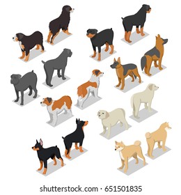 Isometric Dog Breeds with Rottweiler, Retriever and Doberman. Vector flat 3d illustration