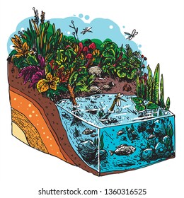 isometric ecosystem natural garden and pond with soil layer for education line art illustration cartoon colored hand drawn