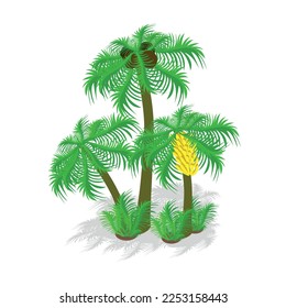 isometric evergreen tropical palm trees. vector illustration isolated on white background