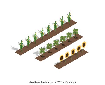Instalaciones agrícolas isométricas. Colección de elementos gráficos. Plantas y flores, floristería y botánica, cosecha. Girasol, tomate y zanahoria. Ilustraciones vectoriales 3d de dibujos animados aisladas en fondo blanco