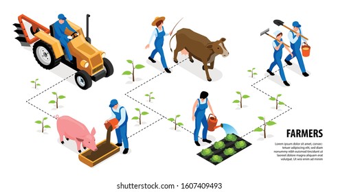 Isometrischer Bauer horizontale Infografiken mit Flussdiagrammzusammensetzung menschlicher Charaktere Bauerntiere und Pflanzen mit Vektorillustration-Textgrafik