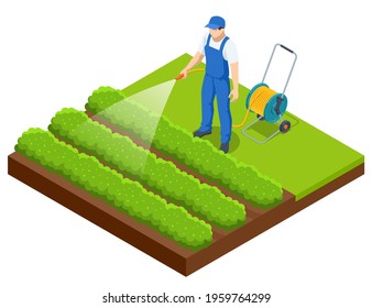 Isometric farmer watering a vegetable garden. Gardener with watering hose and sprayer water on the vegetable