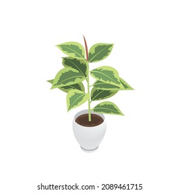 Isometric ficus and flowerpot. Indoor, office and house plant. Interior decoration element. 3d flower pot with plate. Vector illustration of interior plant isolated on white background