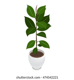 Isometric Ficus And Flowerpot. Indoor, Office And House Plant. Interior Decoration Element. 3d Flower Pot With Plate. Vector Illustration Of Interior Plant Isolated On White Background