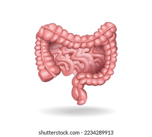 Isometric flat 3d human colon anatomy concept illustration