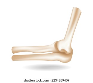 Isometric flat 3d human hand elbow bone anatomy concept illustration