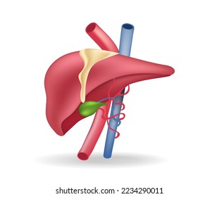 Isometrische 3D-Abbildung des Anatomie-Konzepts von Blutgefäßen an Leber