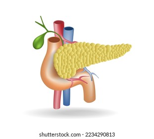 Isometric flat 3d illustration of anatomy concept of blood vessel duct to pancreas