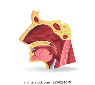 Isometric flat 3d illustration of respiratory tract face section anatomy concept