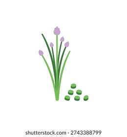 Isometric Flat Vector Illustration of Chives with Cut Pieces and Flower Buds