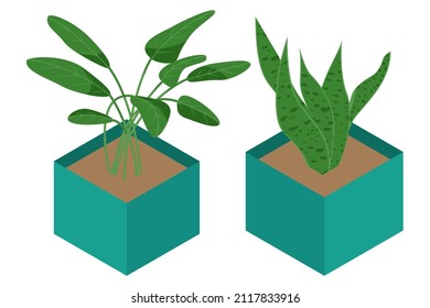 Isometric flower in pot isolated on white background. Home plant for home interior decoration