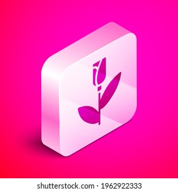 Isometric Flower rose icon isolated on pink background. Silver square button. Vector