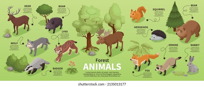 Isometric forest animal infographics with isolated icons of various fauna representatives with plants and text captions vector illustration