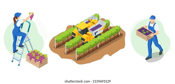 Isometric gardeners, farmers, workers caring for the garden, growing agricultural products. Grape harvest, Red wine grapes. Vineyard In Fall Harvest With Ripe Grapes. Oganic food, fine wine handmade