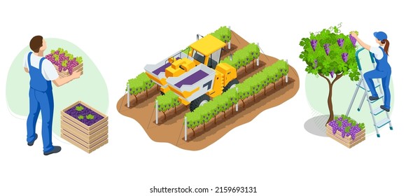 Isometric gardeners, farmers, workers caring for the garden, growing agricultural products. Grape harvest, Red wine grapes. Vineyard In Fall Harvest With Ripe Grapes. Oganic food, fine wine handmade