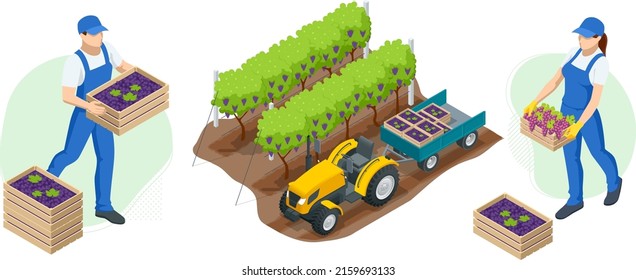 Isometric gardeners, farmers, workers caring for the garden, growing agricultural products. Grape harvest, Red wine grapes. Vineyard In Fall Harvest With Ripe Grapes. Oganic food, fine wine handmade