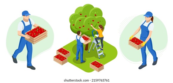 Isometric gardeners, farmers and workers caring for the garden, growing agricultural products. Ripe Apples in Orchard ready for harvesting