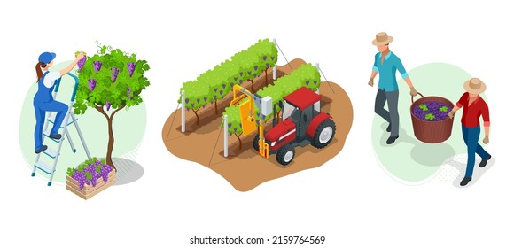 Isometric gardeners, farmers, workers caring for the garden, growing agricultural products. Grape harvest, Red wine grapes. Vineyard In Fall Harvest With Ripe Grapes. Oganic food, fine wine handmade