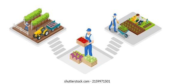 Isometric gardeners, farmers and workers caring for the garden, growing agricultural products.