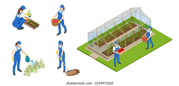 Isometric gardeners, farmers and workers caring for the garden, growing agricultural products. Rows of plants growing inside big industrial greenhouse. Industrial agriculture.