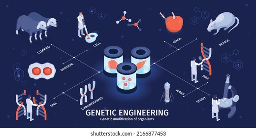 Isometric genetic engineering infographics with cells cloning and virus studies vector illustration