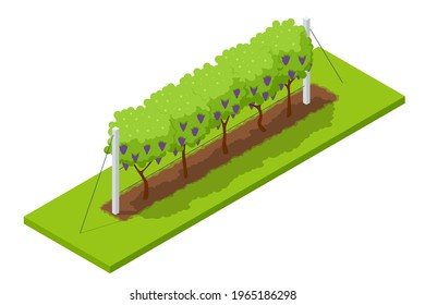 Isometric grape harvest, farmers harvesting grapes. Vineyard In Fall Harvest With Ripe Grapes. Oganic food and fine wine handmade