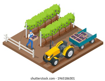 Isometric grape harvest, farmers harvesting grapes. Vineyard In Fall Harvest With Ripe Grapes. Tractor in the vineyard aftere the grapes are harvested. Oganic food and fine wine handmade