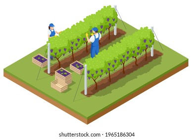 Isometric grape harvest, farmers harvesting grapes. Vineyard In Fall Harvest With Ripe Grapes. Oganic food and fine wine handmade