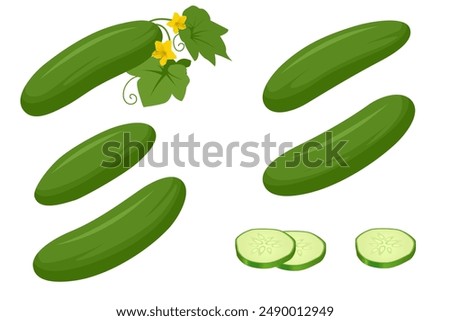 Isometric Green Cucumber. Cucumber a green, crunchy vegetable with high water content, rich in vitamins and minerals. It is a healthy and nutritious food.