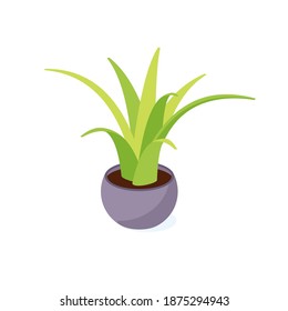 Isometric Green flower in pot - potted succulent houseplant for interior decoration. Vector illustration for home or office interior design isolated on white background.