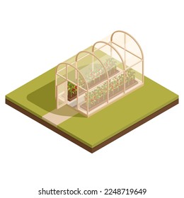 isometric greenhouse with growing tomatoes, vector illustration