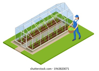 Isometric Greenhouse isolated on white. Growing seedlings in glasshouse. Plants crop in greenhouse