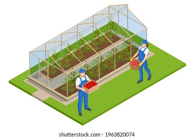 Isometric Greenhouse isolated on white. Growing seedlings in glasshouse. Plants crop in greenhouse svg