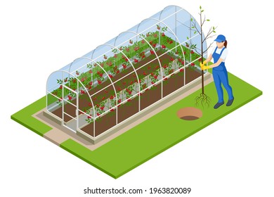 Isometric Greenhouse isolated on white. Growing seedlings in glasshouse. Plants crop in greenhouse