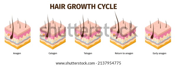 Isometric hair\
follicle growth cycle steps infographic. Skin anatomy medical\
poster. Hair grow anagen, telogen, catagen phases vector set.\
Different phases, human biological\
process