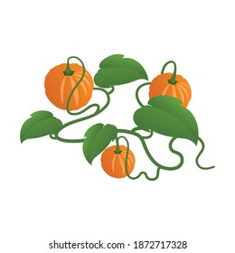 Cosecha isométrica con calabazas maduras sobre fondo blanco Ilustración vectorial 3d