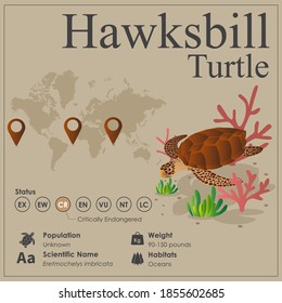 Isometric Hawksbill Turtle vector Infographic