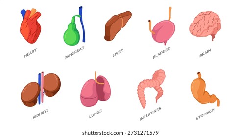 Isometric human internal organs set. Vector isolated bladder, heart and brain, lungs and liver, stomach and intestines, kidneys and pancreas. Anatomy and biology, medical education and healthcare