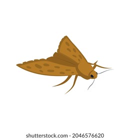 Isometric icon of clothes moth on white background vector illustration